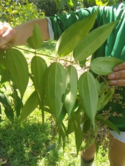 Miconia minutiflora
