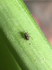 Neotoxoptera formosana