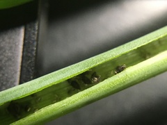 Neotoxoptera formosana