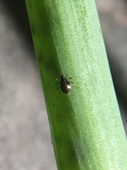 Neotoxoptera formosana