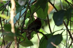 Hypargos niveoguttatus