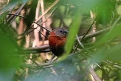 Hypargos niveoguttatus