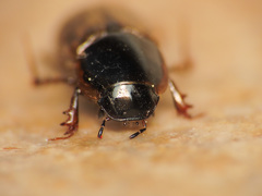 Melinopterus prodromus