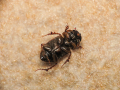 Melinopterus prodromus