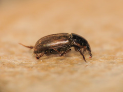 Melinopterus prodromus