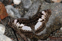 Euptera kinugnana kinugnana
