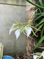 Brassavola