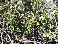 Hermannia cuneifolia