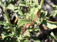 Hermannia cuneifolia