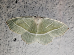 Campaea margaritaria