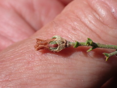 Hermannia cuneifolia