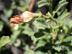 Hermannia cuneifolia