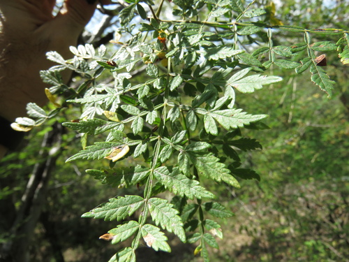 Bursera collina Brandegee 2