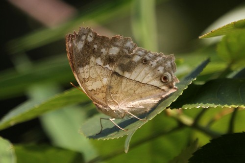 Eastern Clouded Mother-of-Pearl