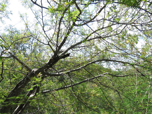 Bursera collina Brandegee 3