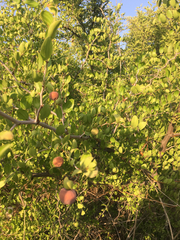 Ziziphus lotus