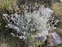 Senecio viravira