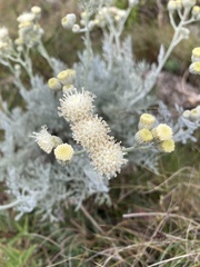Senecio viravira