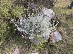 Senecio viravira
