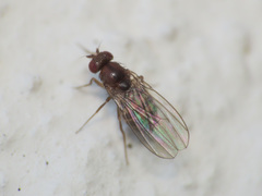 Drosophila funebris