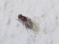 Drosophila funebris