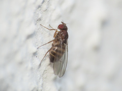 Drosophila funebris