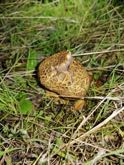 Scleroderma meridionale