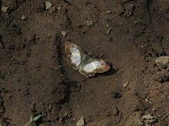 Antigonus emorsa