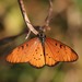 Large Orange Acraea - Photo (c) Martin Grimm, some rights reserved (CC BY-NC)