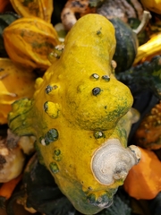Stagonosporopsis cucurbitacearum