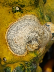 Stagonosporopsis cucurbitacearum