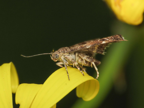 Common Nettle-tap