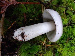Russula stuntzii