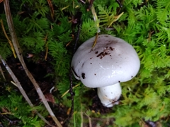 Russula stuntzii
