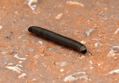 Ommatoiulus lusitanus