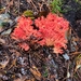 Ramaria stuntzii - Photo (c) Kem Luther, some rights reserved (CC BY-SA), uploaded by Kem Luther