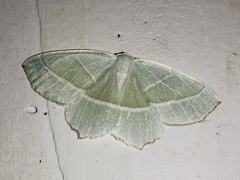 Campaea margaritaria