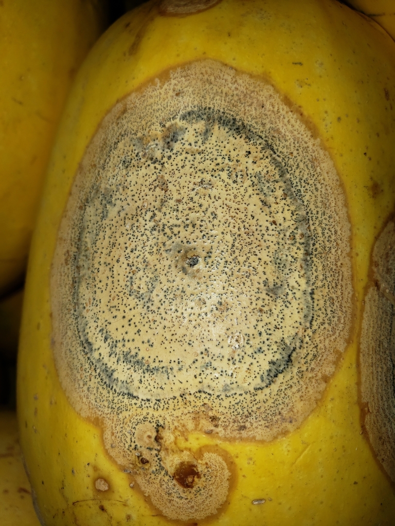 Black Rot on Cucurbits