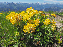 Anthyllis vulneraria alpestris