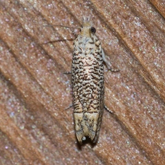 Eucosma argutipunctana