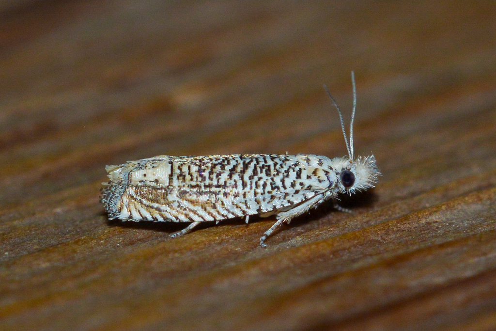 Coastal Eucosma Moth