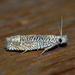 Coastal Eucosma Moth - Photo (c) Royal Tyler, some rights reserved (CC BY-NC-SA), uploaded by Royal Tyler