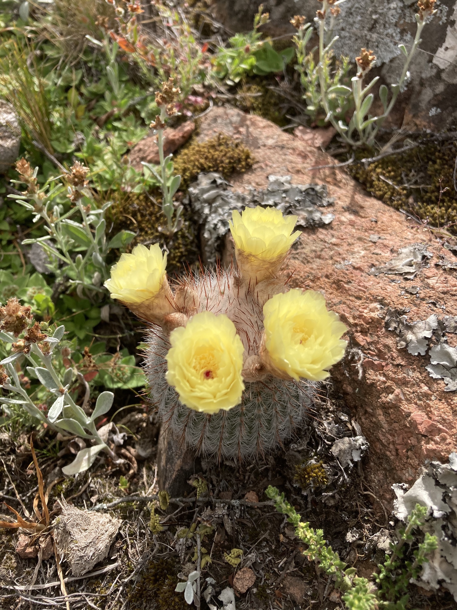 Parodia scopa