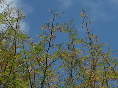 Bursera bipinnata