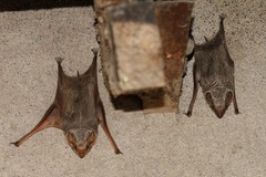 Taphozous mauritianus