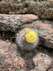 Parodia scopa