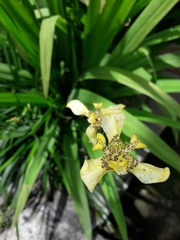 Trimezia steyermarkii