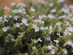 Satureja hellenica