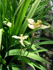 Trimezia steyermarkii