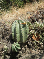 Echinocereus subinermis subinermis